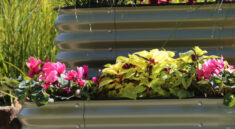 galvanized raised beds