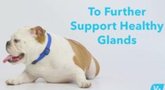 glandex anal gland soft chew treats