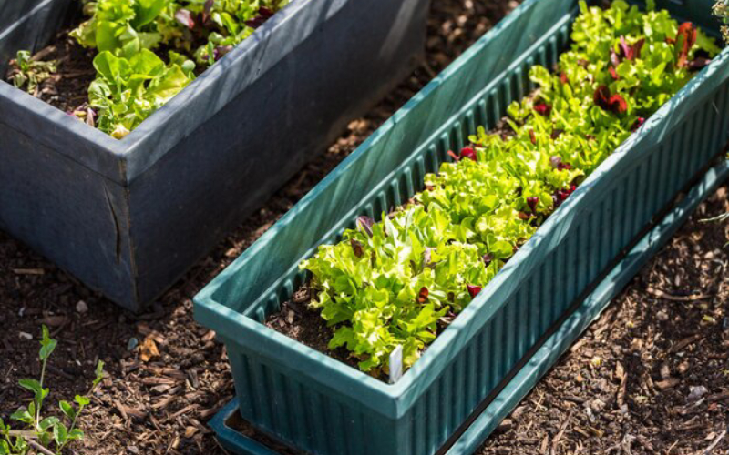 galvanized raised beds 
